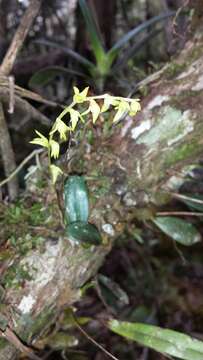Image of Bulbophyllum leptostachyum Schltr.