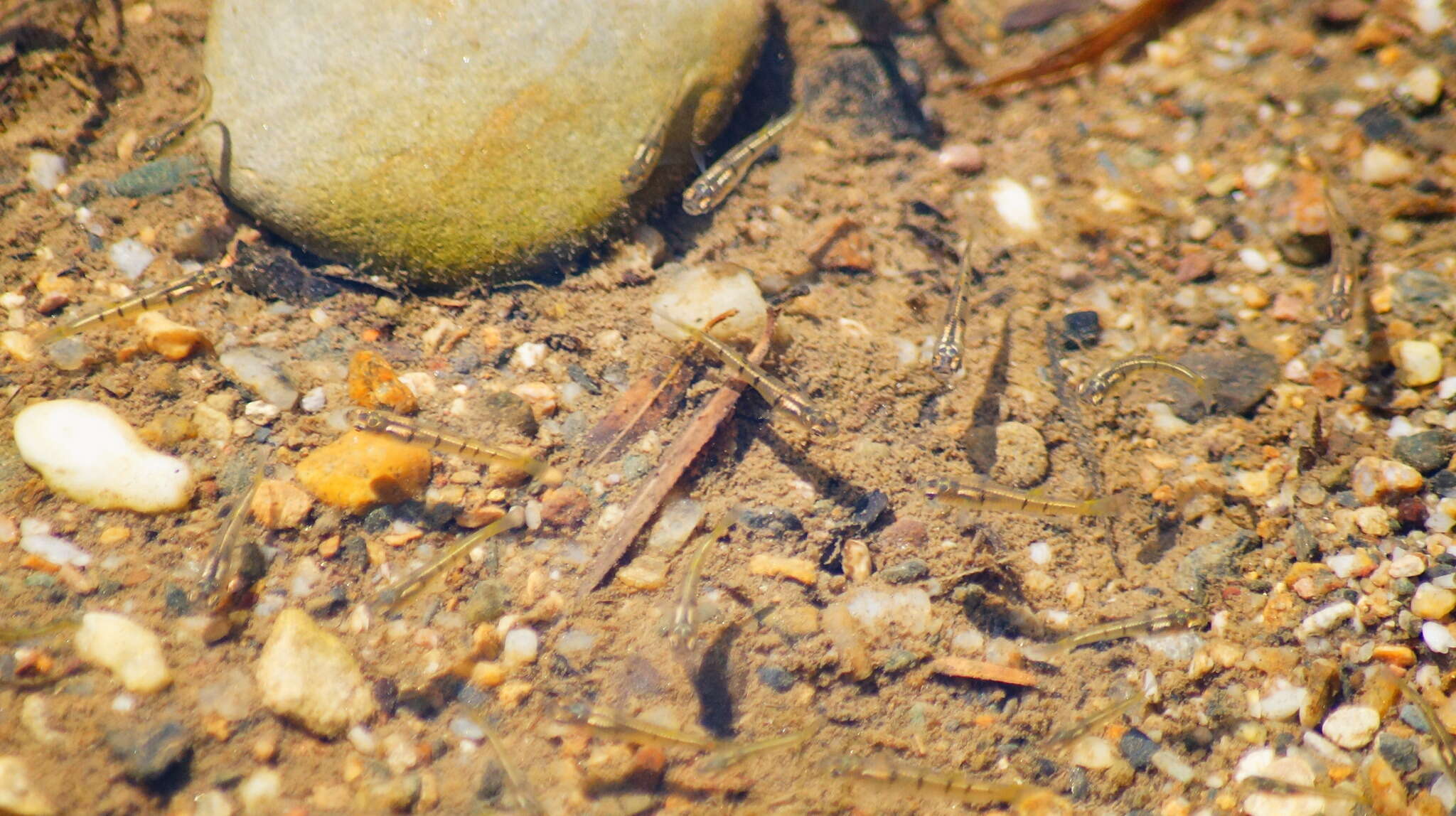 Image of Porthole livebearer