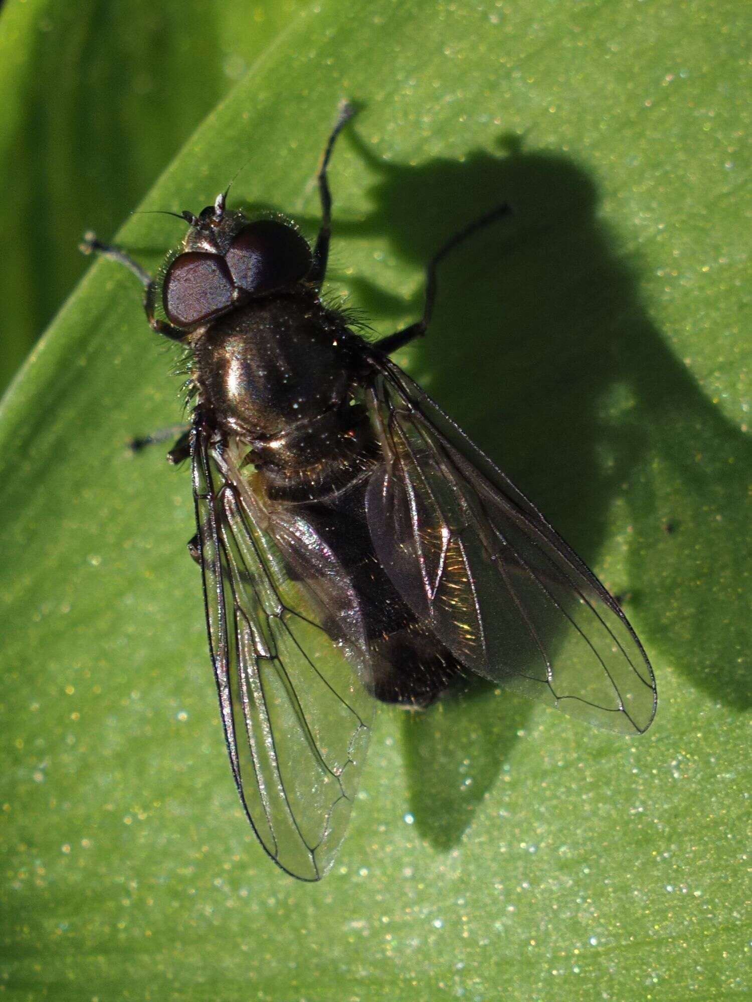 Image of Cheilosia fasciata (Schiner & Egger 1853)