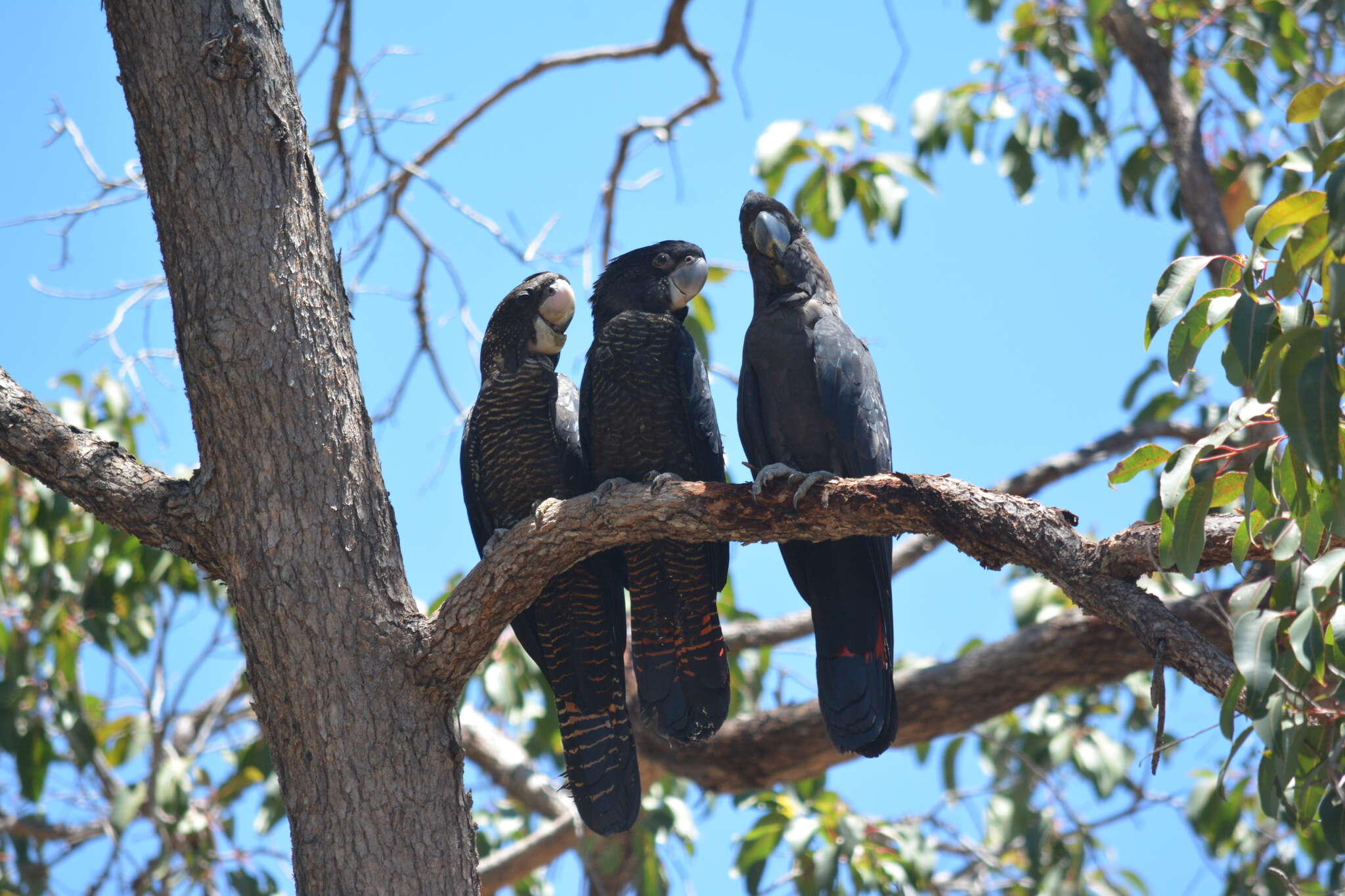 Image of Red-tailed Black-Cockatoo