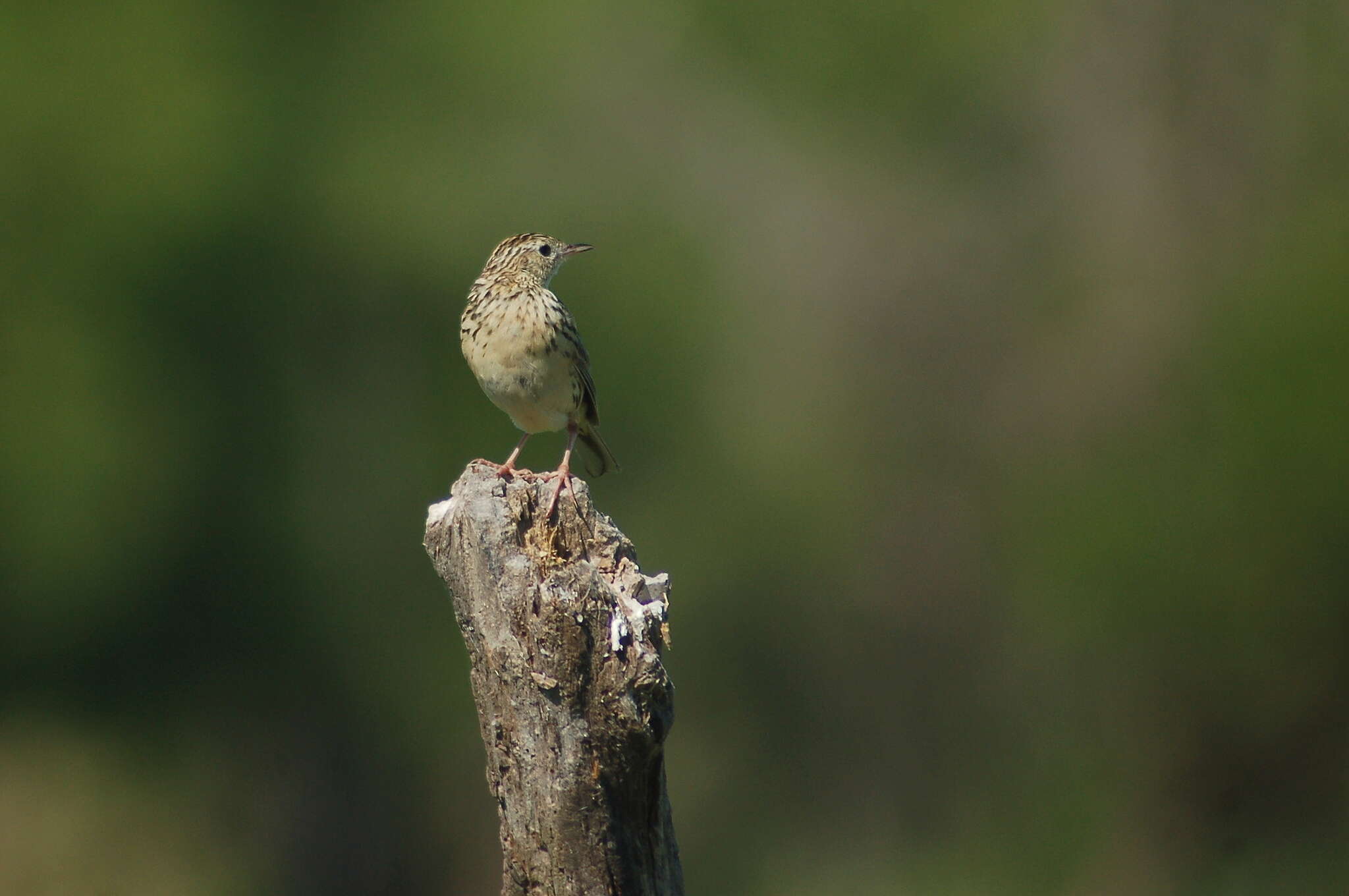 Image of Hellmayr's Pipit