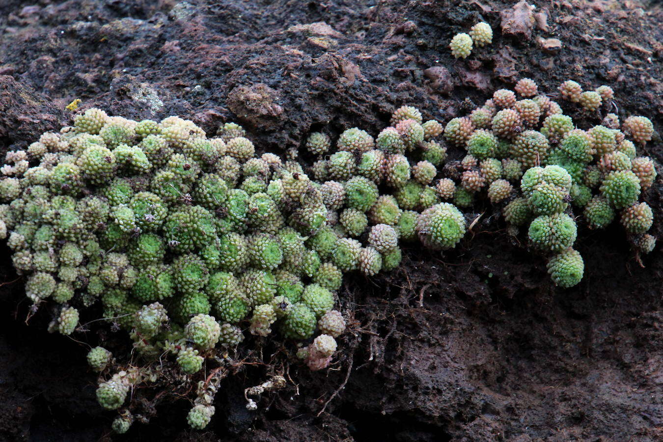 Image of Monanthes polyphylla subsp. polyphylla