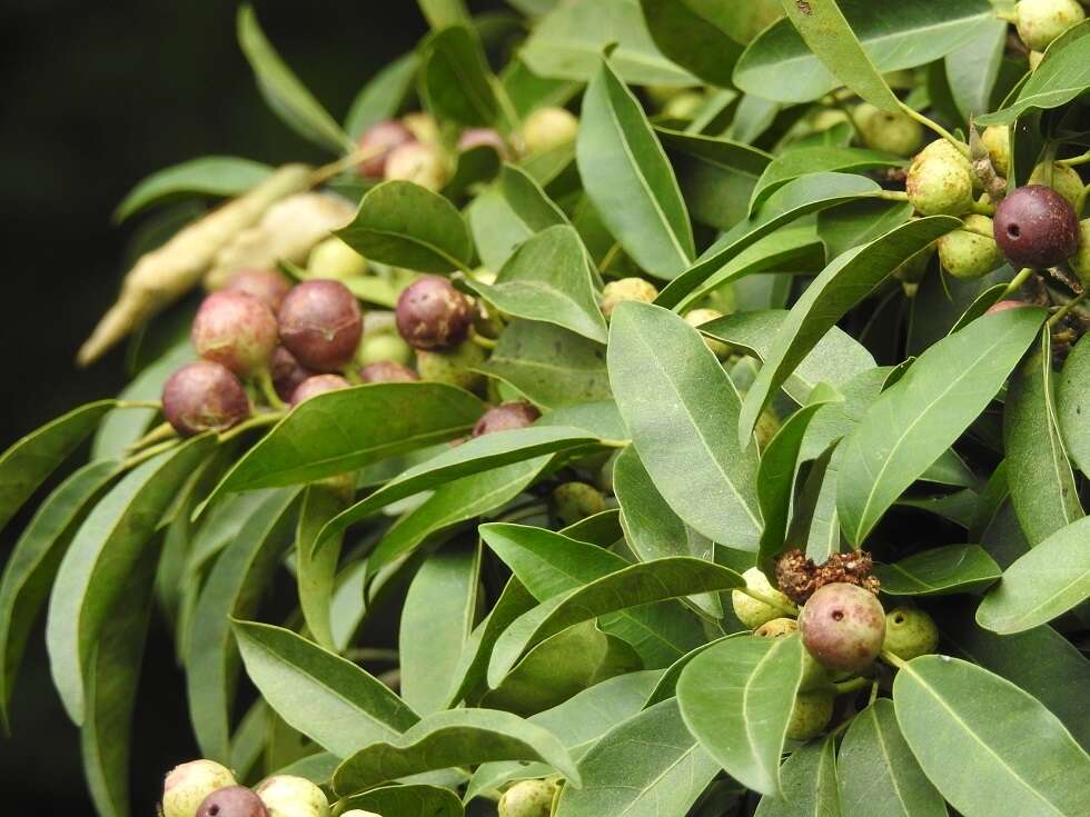 Image of Ficus pertusa L. fil.