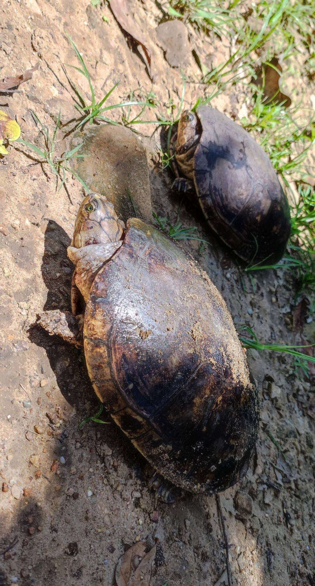 Image of Llanos Sideneck Turtle