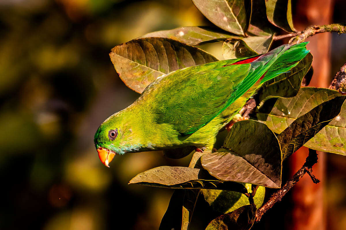 Image of Vernal Hanging Parrot