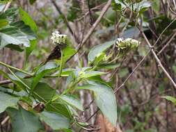 Image of Tournefortia calycina Benth.