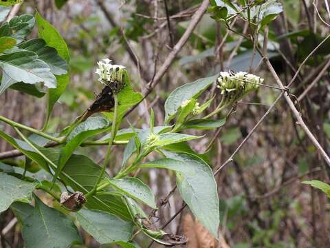 Imagem de Tournefortia calycina Benth.