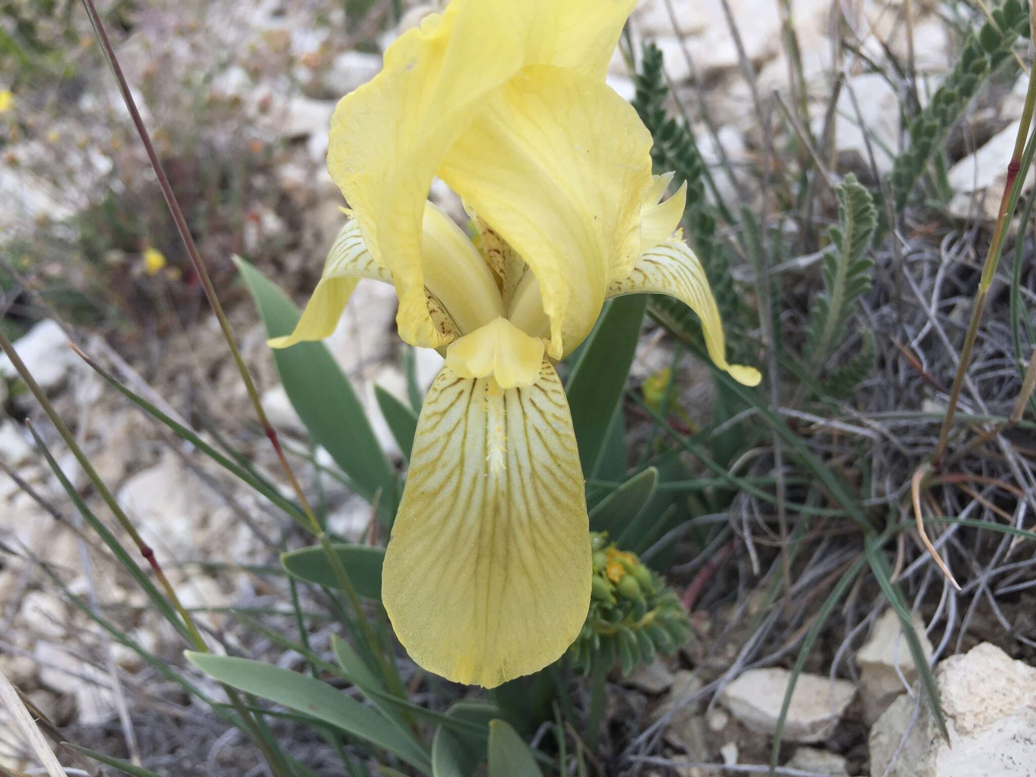 Image of Iris schachtii Markgr.