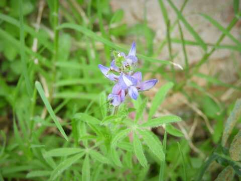 Plancia ëd Lupinus bracteolaris Desr.