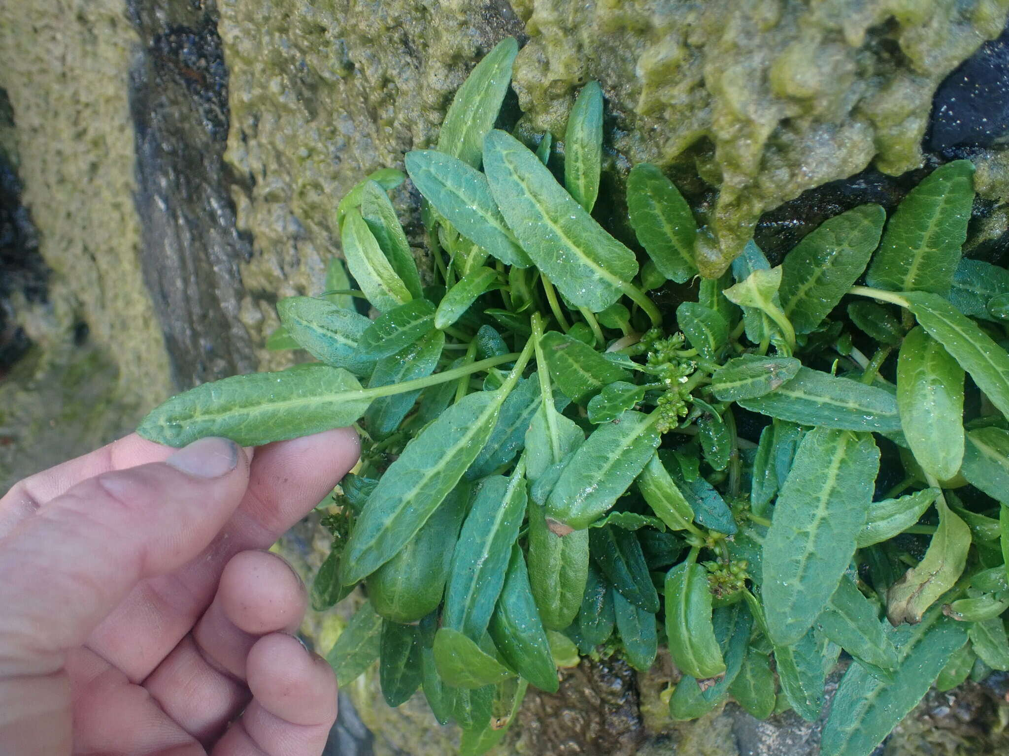 Rumex neglectus T. Kirk resmi