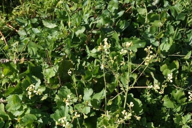 Image of wild radish