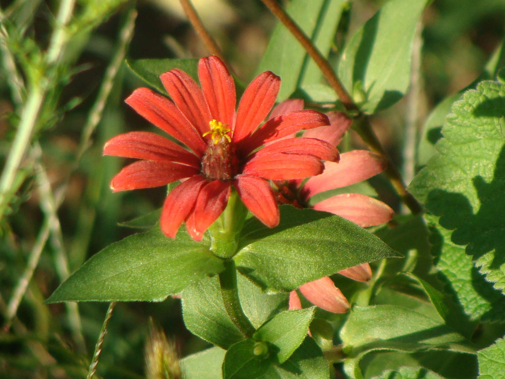 Image of Peruvian zinnia