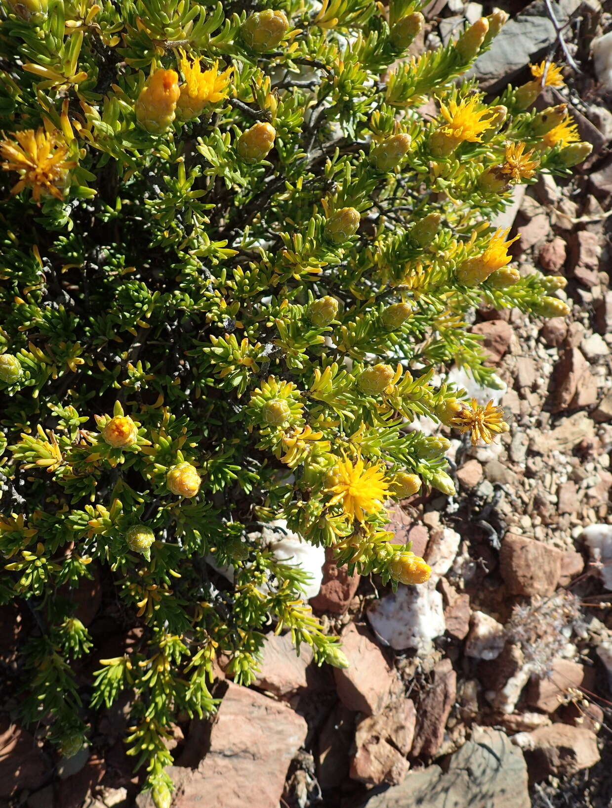 Imagem de Pteronia ciliata Thunb.