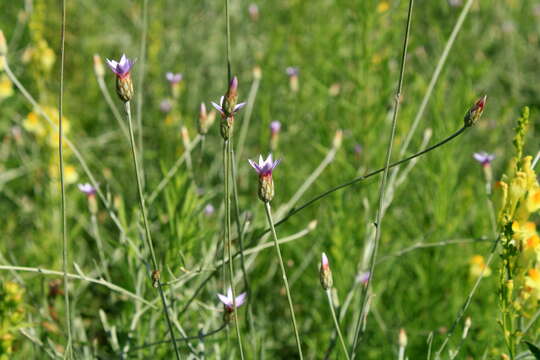 Image of Xeranthemum cylindraceum Sibth. & Sm.