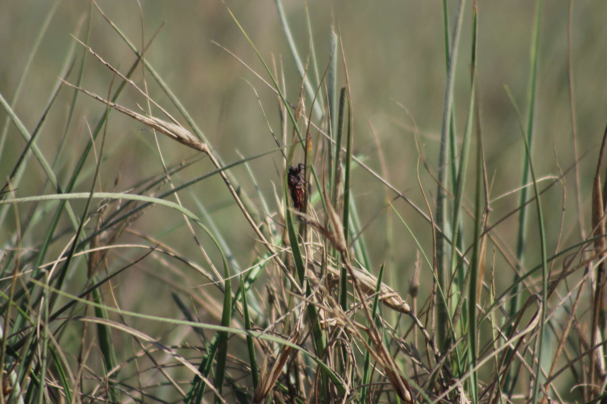 Image of Yoyetta spectabilis Emery, Emery & Popple 2019