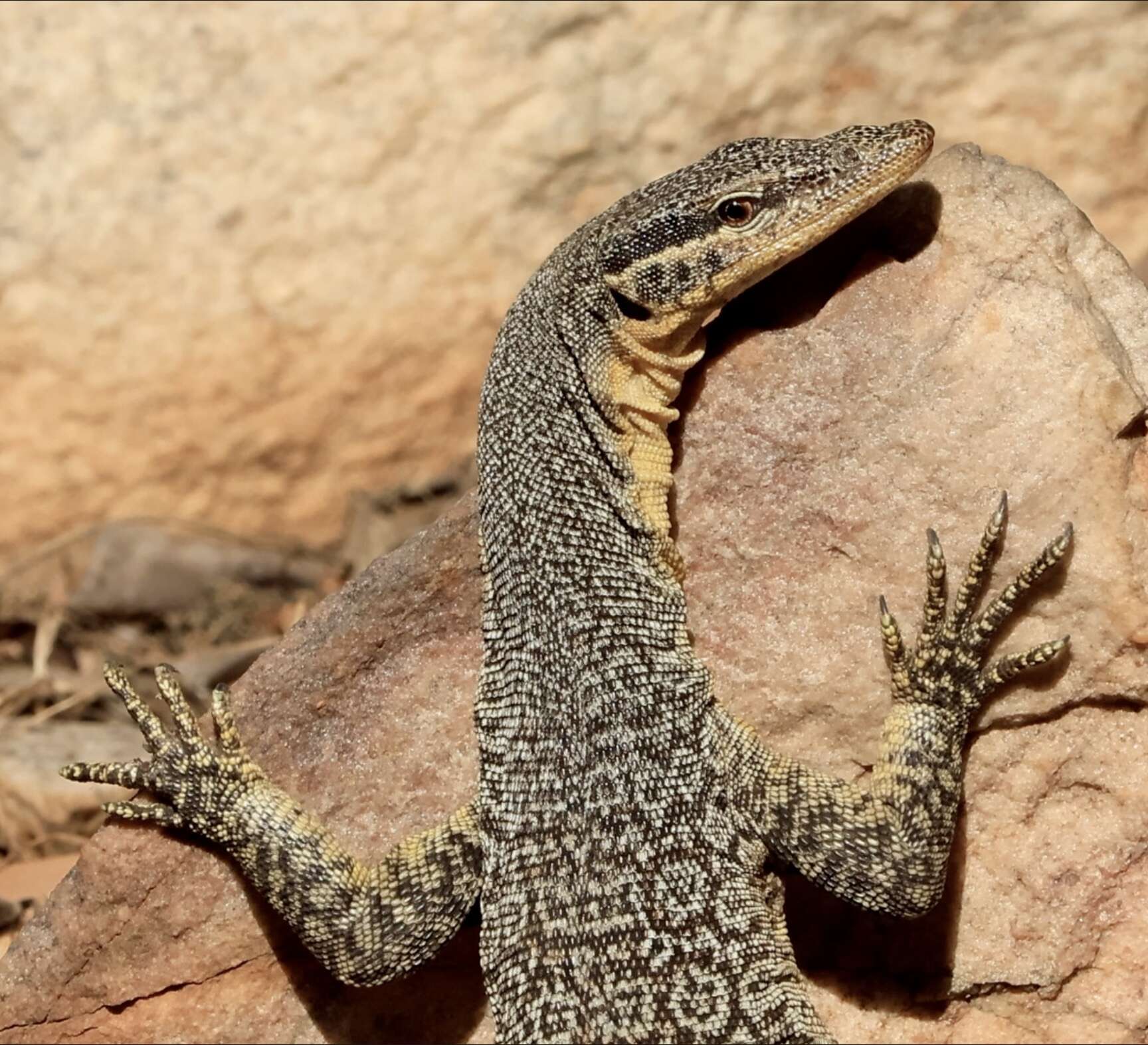 Image of Glauert's Monitor