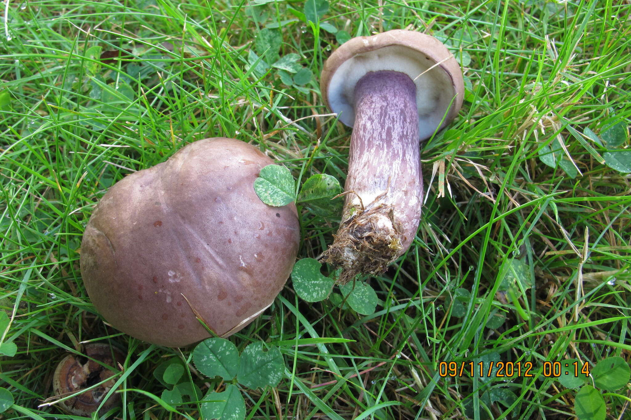 Image of Tylopilus plumbeoviolaceus (Snell & E. A. Dick) Snell & E. A. Dick 1941