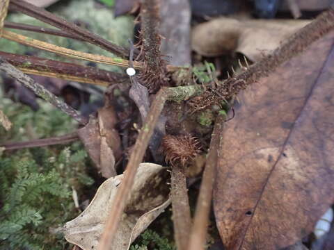 Image of Broad Halberd Fern