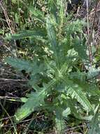 صورة Erechtites glomerata subsp. longifructus (I. Thomps.)