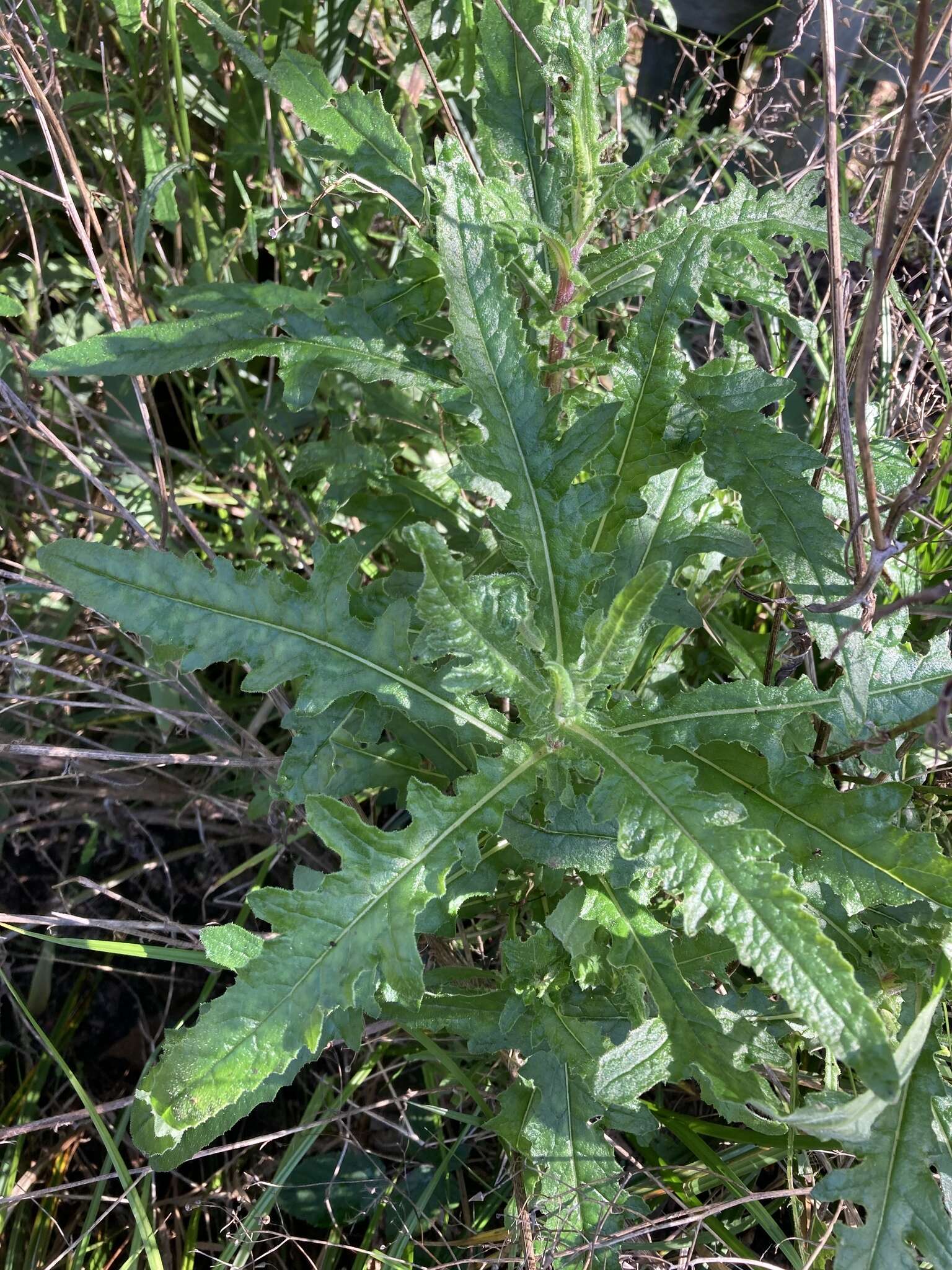 صورة Erechtites glomerata subsp. longifructus (I. Thomps.)