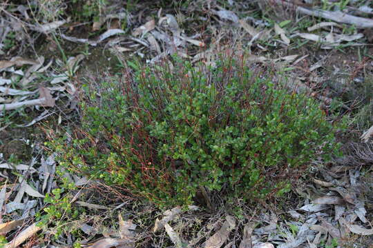 Image of Gonocarpus mezianus (Schindl.) Orchard