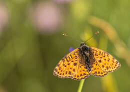 صورة Melitaea didyma meridionalis Staudinger 1870