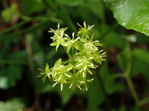 Image of Downy Carrion-Flower