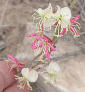 Image of Trans-Pecos beeblossom