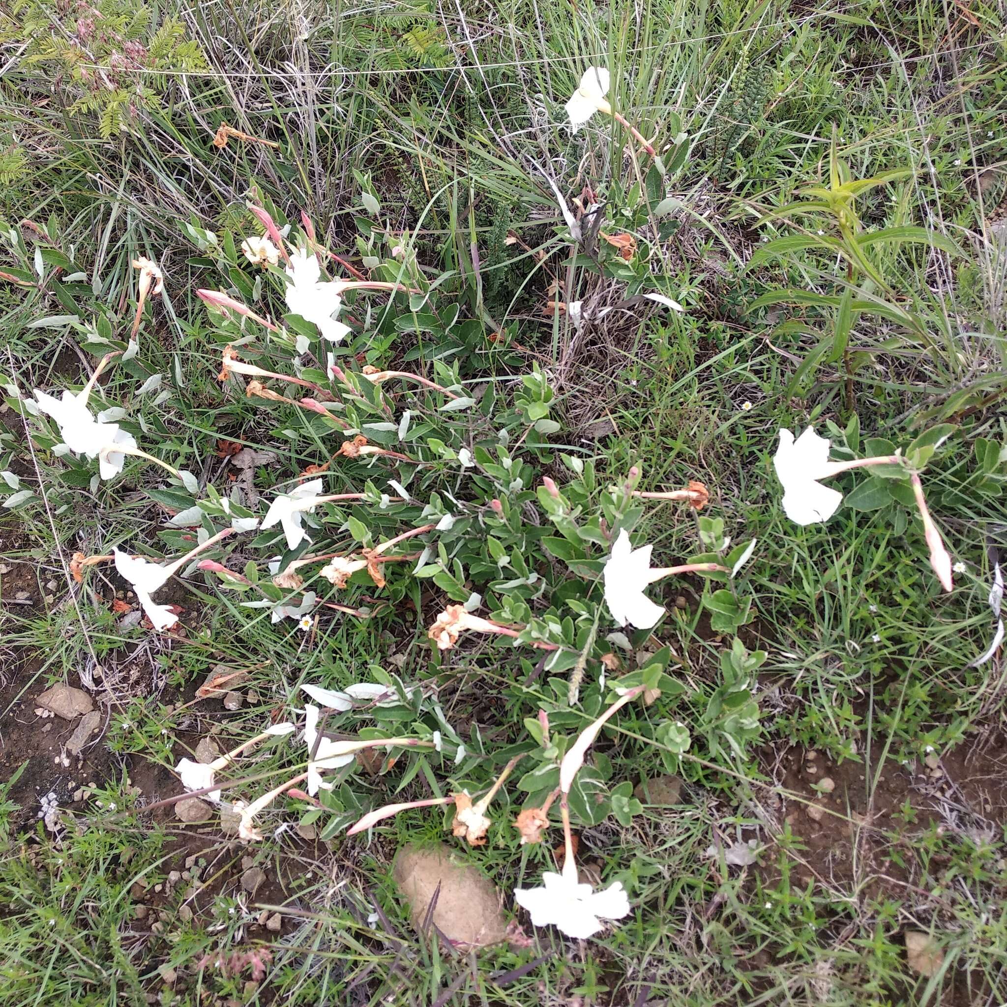 Plancia ëd Mandevilla oaxacensis (Henrickson) L. O. Alvarado & J. F. Morales