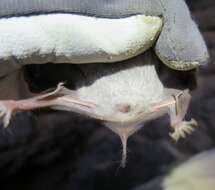 Image de Taphozous nudiventris Cretzschmar 1826