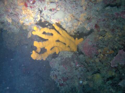 Image of common antler sponge