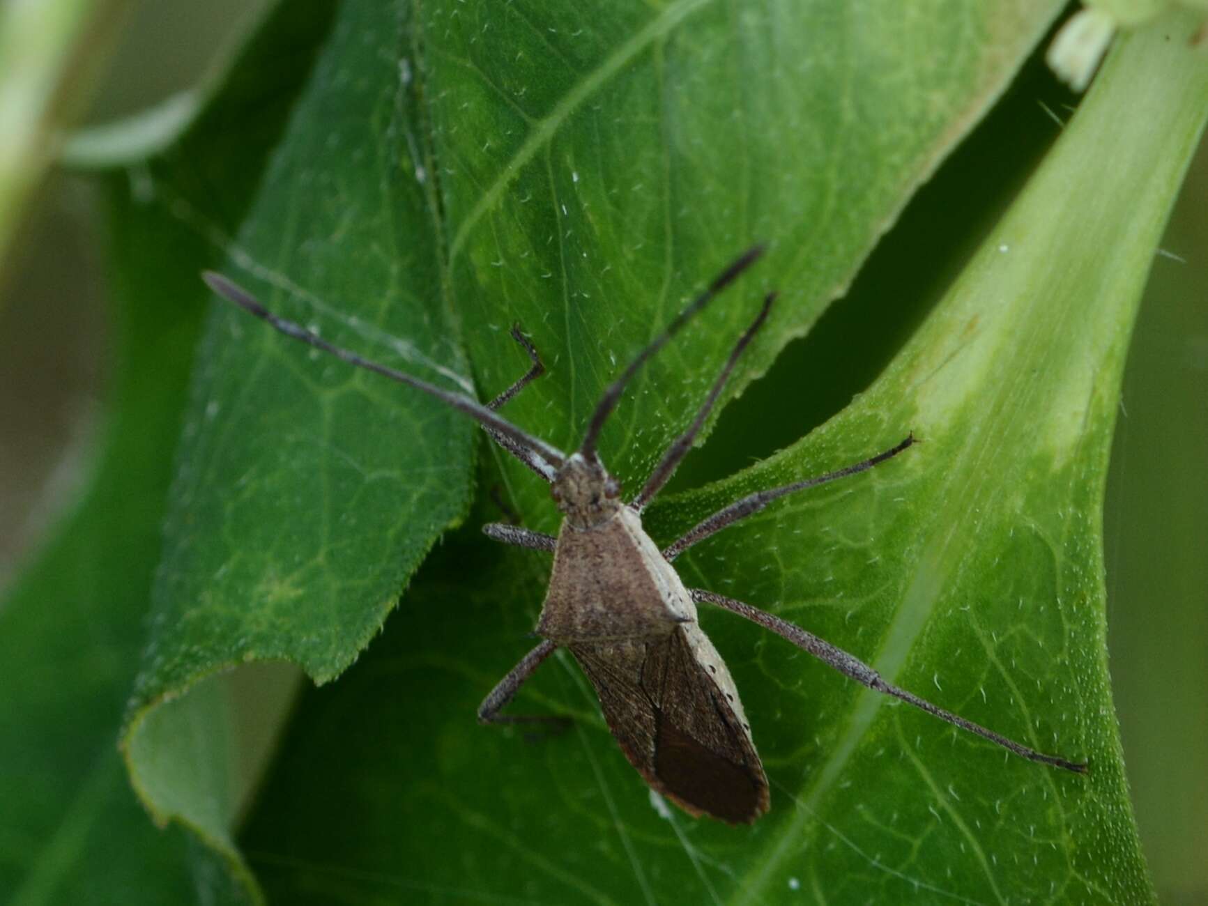 Image de Chariesterus gracilicornis Stål 1870