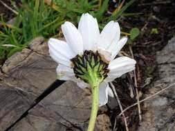 Слика од Leucanthemum halleri (Suter) Polatschek