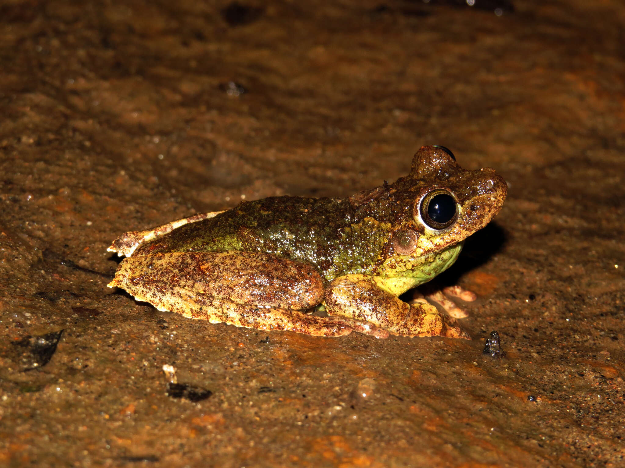 Image of Boana pardalis (Spix 1824)