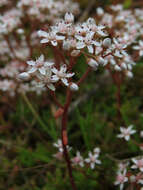 Image of White Stonecrop