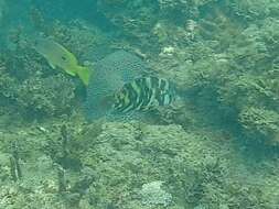 Image of Graphic tuskfish