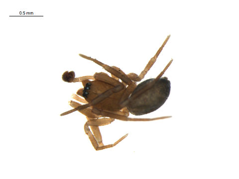 Image of <i>Wabasso quaestio</i> (Chamberlin 1949)