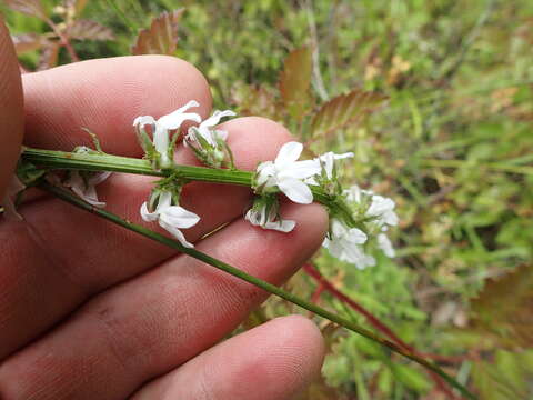 Image of foldear lobelia