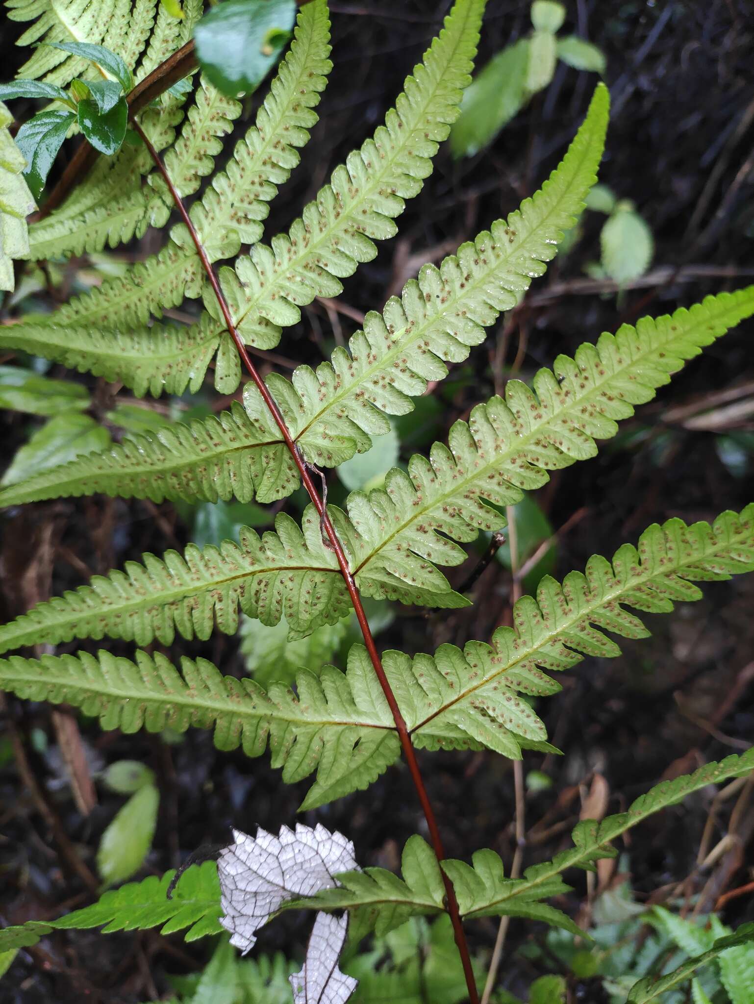 Sivun Phegopteris aurita (Hook.) J. Sm. kuva