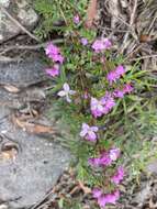 Image of small-leaved boronia