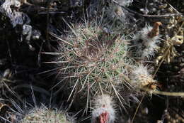 Echinocereus adustus subsp. keizerae W. Blum & Dosedal的圖片