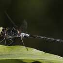 Amphithemis vacillans Selys 1891 resmi