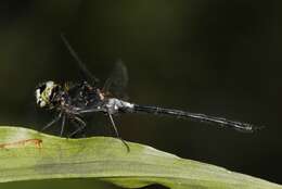 Imagem de Amphithemis vacillans Selys 1891