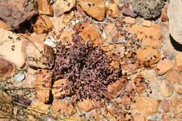 Image of Crassula atropurpurea var. muirii (Schönl.) G. D. Rowley