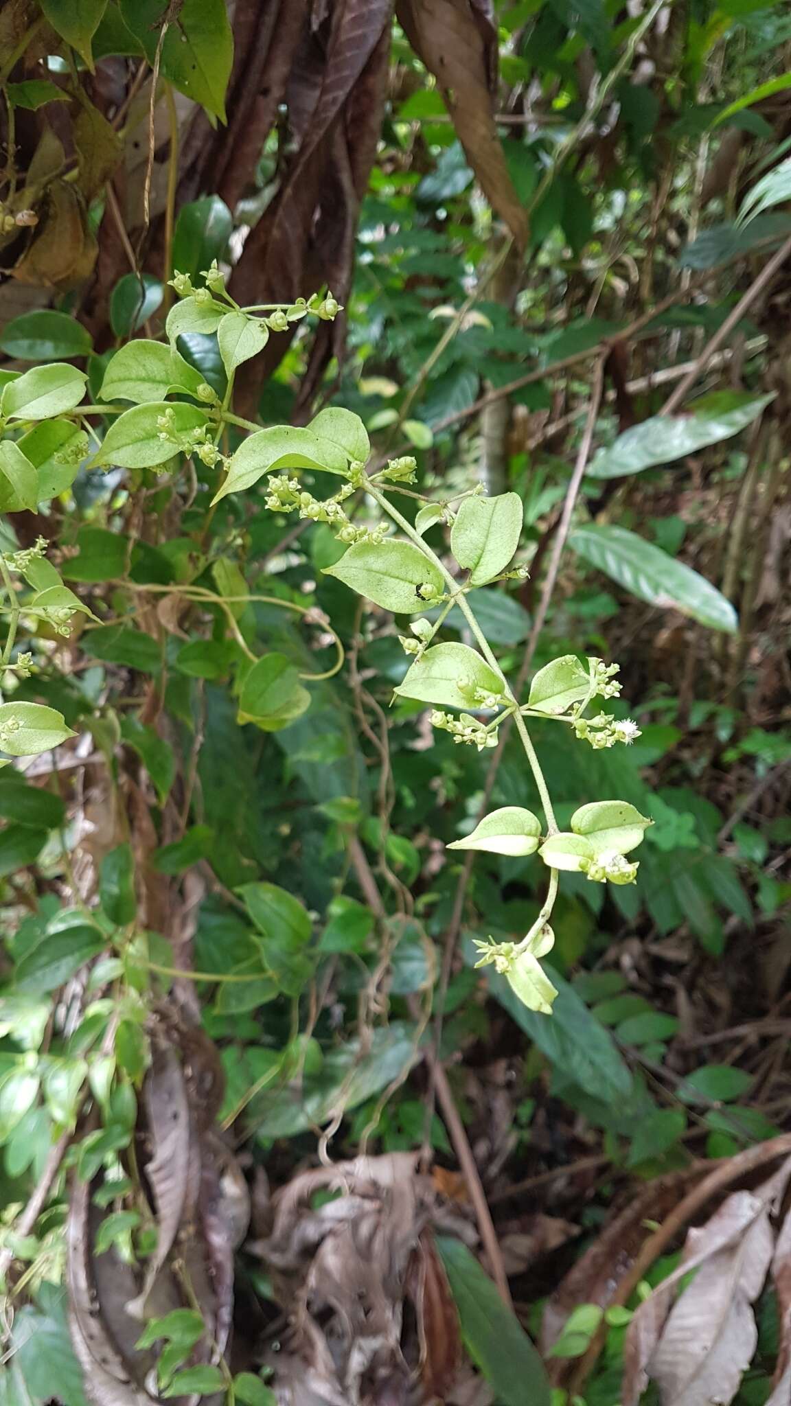 Image of Manettia alba (Aubl.) Wernham