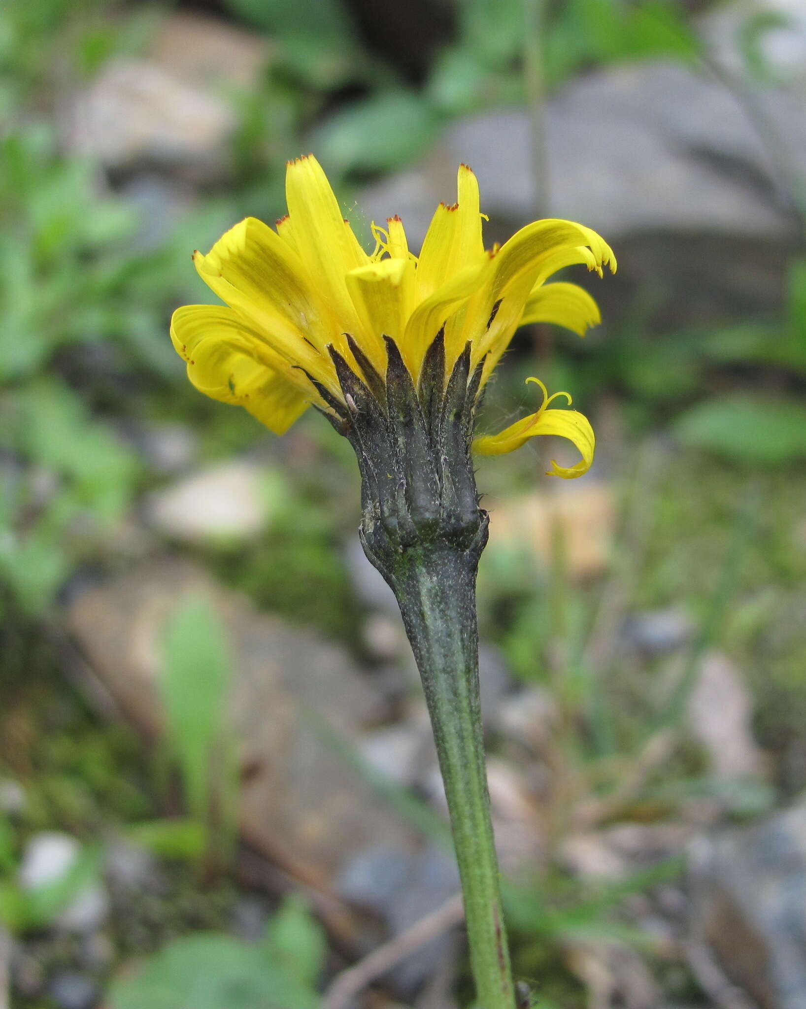 Image of Leontodon caucasicus (M. Bieb.) Fisch.