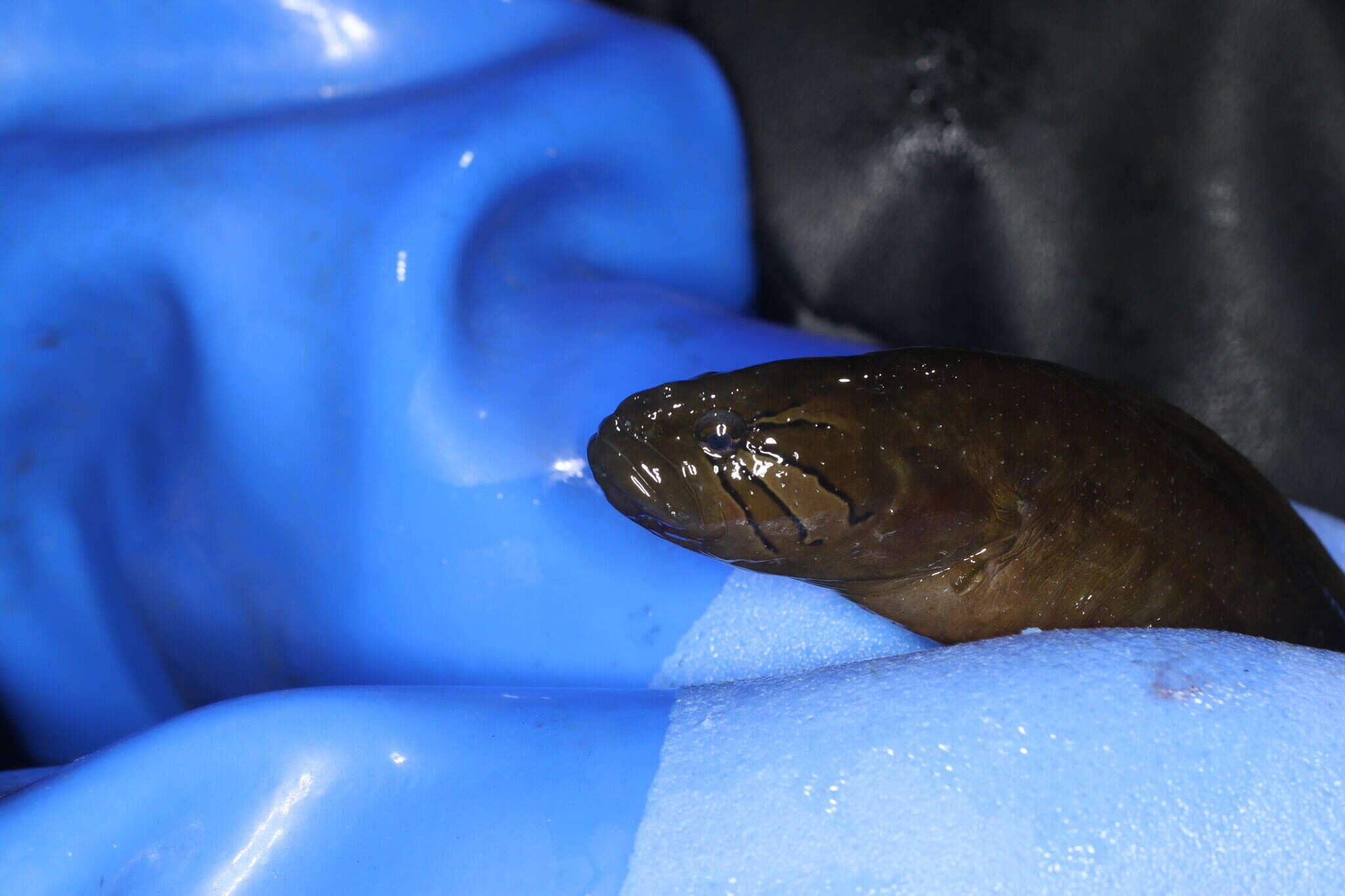 Image of Rock blenny