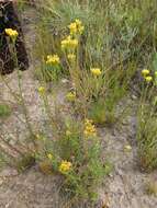 Image of Athanasia juncea (DC.) D. Dietr.