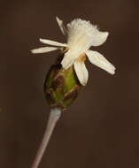 Rhodanthe stricta (Lindl.) P. G. Wilson的圖片