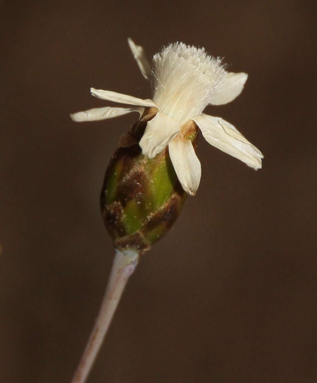 Rhodanthe stricta (Lindl.) P. G. Wilson的圖片